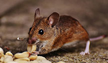 24 Hour & Emergency Exterminators in Mineral Spgs, PA